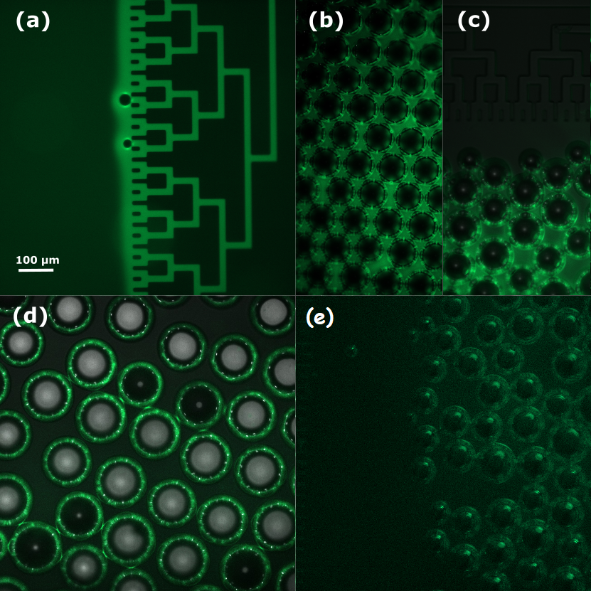 Capture of fluorescent streptavidin at the surface of biotinylated microbubbles